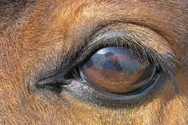 The Horse's Eye